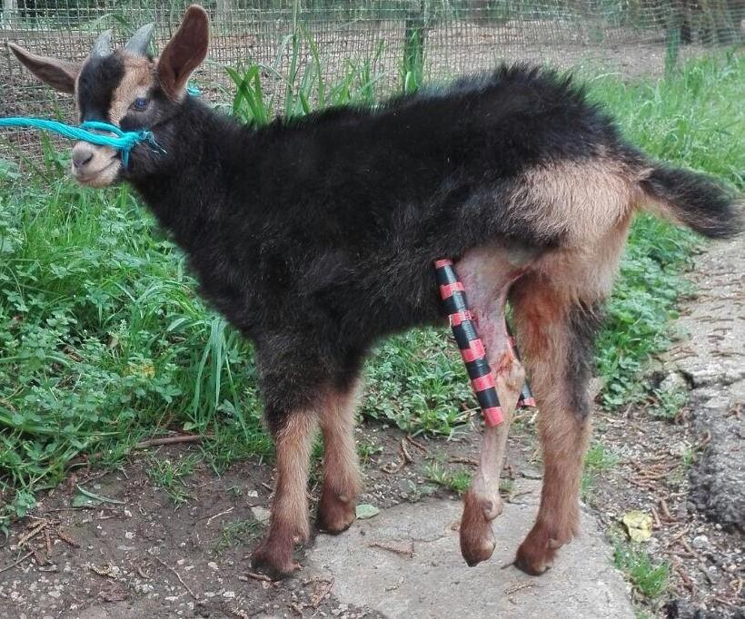 Inseminación artificial con pajuela seleccionada en ganado vacuno de leche