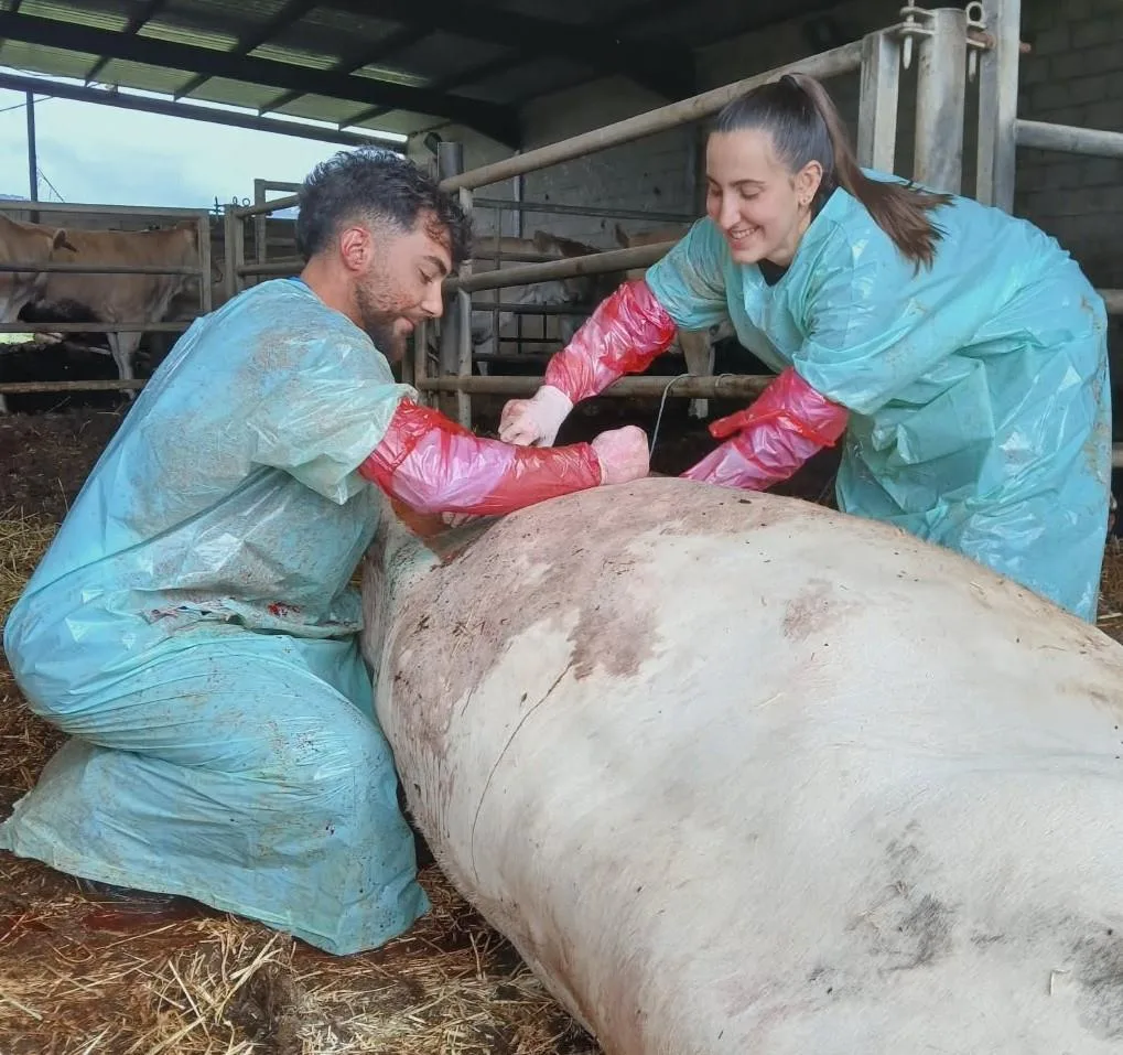 Auditoría veterinaria para el control de calidad higiénica en Cantabria