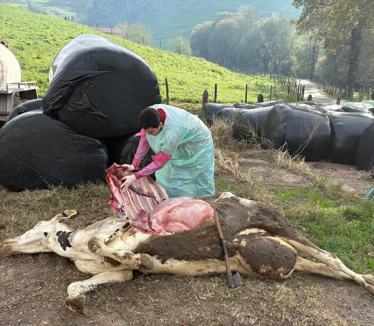 Procedimiento veterinario de inseminación artificial en vacas