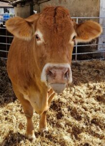 Veterinario aplicando programa de medicina preventiva en granja de Cantabria